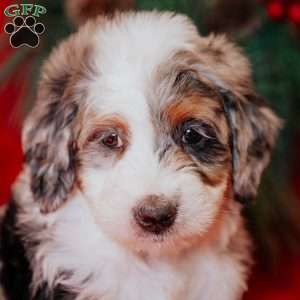 Wesley, Mini Bernedoodle Puppy